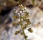 Çayır Akça Çiçeği Nedir? Özellikleri, Yetiştiği Yerler Ve Kullanımı Çayır Akça Çiçeği Nedir? Özellikleri, Yetiştiği Yerler Ve Kullanımı