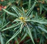 Büyük Pıtrak Nedir? Büyük Pıtrak Nedir?