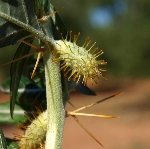 Büyük Pıtrak Nedir? Büyük Pıtrak Nedir?