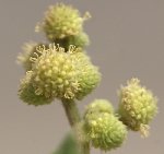 Büyük Pıtrak Nedir? Büyük Pıtrak Nedir?