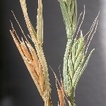 İran Çimi Nedir? Özellikleri, Yetişme Alanları Ve Kullanım Alanları