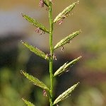 İran Çimi Nedir? Özellikleri, Yetişme Alanları Ve Kullanım Alanları