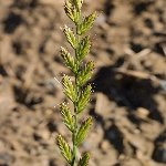 İran Çimi Nedir? Özellikleri, Yetişme Alanları Ve Kullanım Alanları