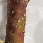 San Jose Kabuklu Biti Nedir? Zararları Ve Mücadele Yöntemleri San Jose Kabuklu Biti Nedir? Zararları Ve Mücadele Yöntemleri