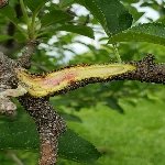 San Jose Kabuklu Biti Nedir? Zararları Ve Mücadele Yöntemleri San Jose Kabuklu Biti Nedir? Zararları Ve Mücadele Yöntemleri