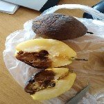 Meyve Ağaçlarında Monilya Hast. Belirtileri, Nedenleri Ve Mücadelesi