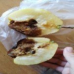 Meyve Ağaçlarında Monilya Hast. Belirtileri, Nedenleri Ve Mücadelesi