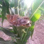 Mısır Rastığı Hastalığı Belirtileri, Nedenleri Ve Mücadele Yöntemleri