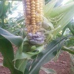 Mısır Rastığı Hastalığı Belirtileri, Nedenleri Ve Mücadele Yöntemleri