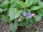 Ciğerotu (Pulmonaria Officinalis) Faydaları Ve Zararları Nelerdir?