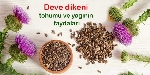 Deve Dikeni Yağının Faydaları Ve Zararları Nelerdir?