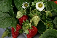 Çilek Hakkında Merak Edilenler