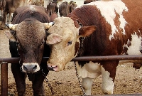 Aşılama Takvimi Ve Sağlıklı Sürüler İçin Önemi
