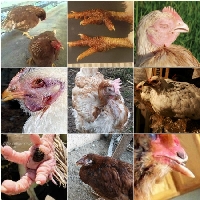 Hasta Tavuk Nasıl Anlaşılır?