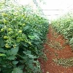 Örtüaltı Domates Yetiştiriciliği Nasıl Yapılır?