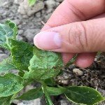 Tütün Thripsi Nedir? Zararları Ve Mücadele Yöntemleri