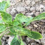 Tütün Thripsi Nedir? Zararları Ve Mücadele Yöntemleri