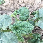 Tütün Thripsi Nedir? Zararları Ve Mücadele Yöntemleri