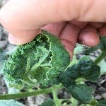 Tütün Thripsi Nedir? Zararları Ve Mücadele Yöntemleri