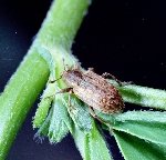 Yonca Hortumlu Böceği Nedir? Zararları Ve Mücadele Yöntemleri