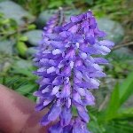 Kuş Fiği (Vicia Cracca) Nedir? Özellikleri Ve Kullanım Alanları