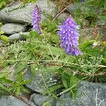 Kuş Fiği (Vicia Cracca) Nedir? Özellikleri Ve Kullanım Alanları