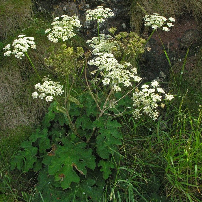Çayır Tavşancıl Otu (Antennaria Dioica) Nedir? Özellikleri