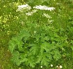 Çayır Tavşancıl Otu (Antennaria Dioica) Nedir? Özellikleri