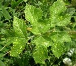 Çayır Tavşancıl Otu (Antennaria Dioica) Nedir? Özellikleri