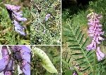Zarif Yapraklı Fiğ (Vicia Tenuifolia) Nedir? Özellikleri Ve Kullanımı