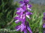 Zarif Yapraklı Fiğ (Vicia Tenuifolia) Nedir? Özellikleri Ve Kullanımı