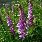 Zarif Yapraklı Fiğ (Vicia Tenuifolia) Nedir? Özellikleri Ve Kullanımı