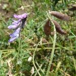 Zarif Yapraklı Fiğ (Vicia Tenuifolia) Nedir? Özellikleri Ve Kullanımı