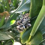 Mısır Rastığı Hastalığı Belirtileri, Nedenleri Ve Mücadele Yöntemleri