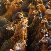 Tavuklarda En Sık Görülen Hastalıklar Nelerdir?