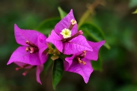 Begonvil (Gelin Duvağı) Çiçeği Begonvil (Gelin Duvağı) Çiçeği