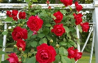 Gül Gübrelemesi Nasıl Yapılır?