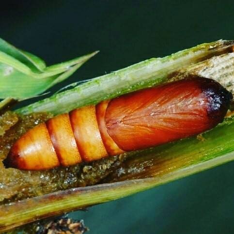 Mısır Koçan Kurdu Nedir? Zararları Ve Mücadele Yöntemleri