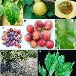 Şarka Virüsü Belirtileri, Nedenleri Ve Mücadele Yöntemleri