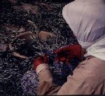 Zeytin Çoğaltma Metotları Nelerdir?