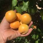 Kayısı Yetiştiriciliği Nasıl Yapılır?