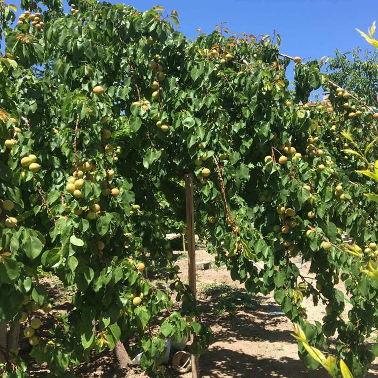 Kayısı Yetiştiriciliği Nasıl Yapılır?