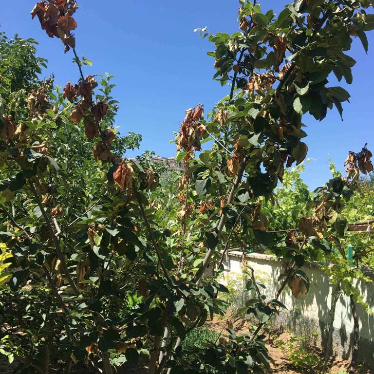 Ateş Yanıklığı (Erwinia Amylovora) Hastalığı