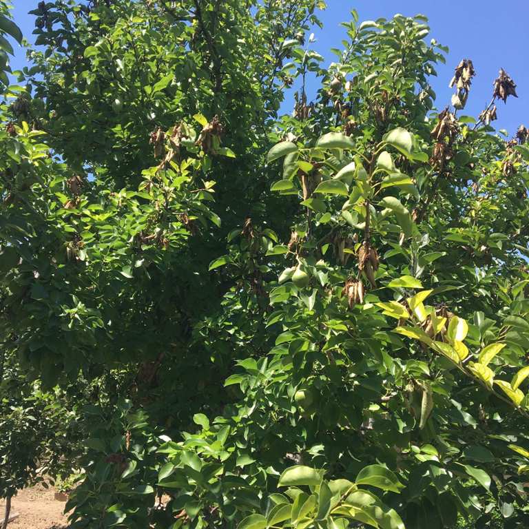 Ateş Yanıklığı (Erwinia Amylovora) Hastalığı