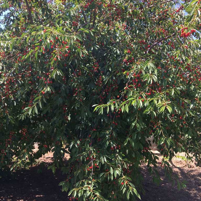 Kiraz Ve Vişne Yetiştiriciliği Nasıl Yapılır?