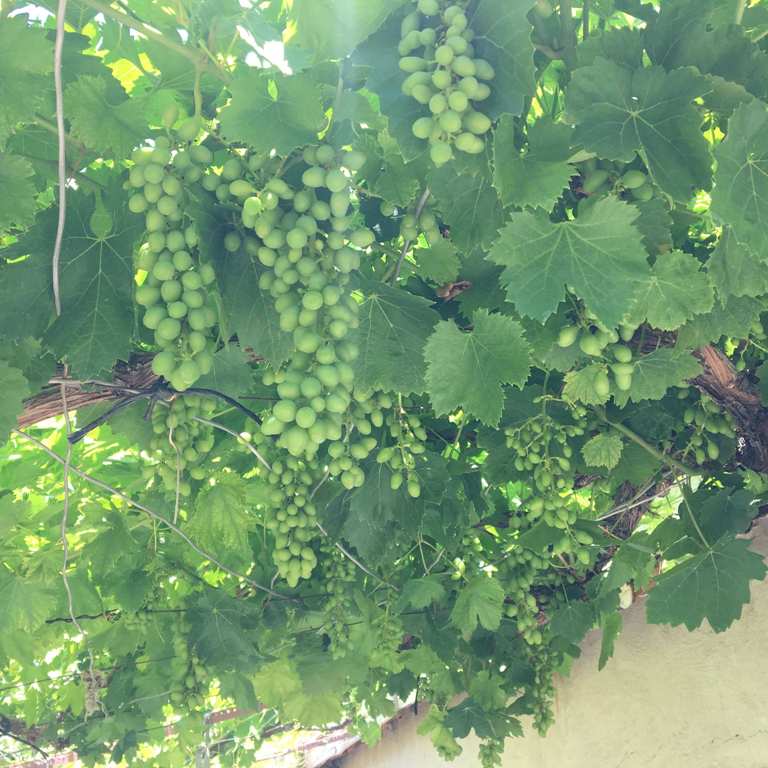 Üzüm Yetiştiriciliği Nasıl Yapılır?