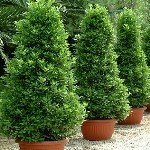 Defne Yetiştiriciliği Püf Noktaları Nelerdir?