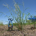 Baraj Otu Nedir? Baraj Otu Nedir?