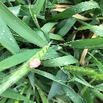 Hububatta Kımıl Nedir? Zararları Ve Mücadele Yöntemleri