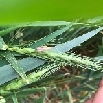 Hububatta Kımıl Nedir? Zararları Ve Mücadele Yöntemleri